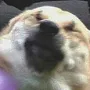 DogsOfDiscord_1_OUCH DogsOfDiscord_1_OUCH