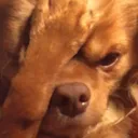DogsOfDiscord_2_FACEPALM DogsOfDiscord_2_FACEPALM