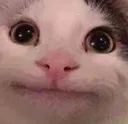 catneutral