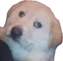 guaf guaf