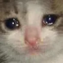 sadcat