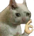 CoolCat