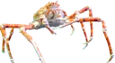spidercrab