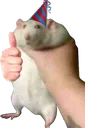 ratthew