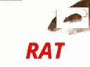 rat