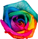 Pride Pride