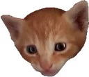 kitty kitty
