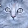 keroCat