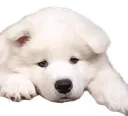 hundi