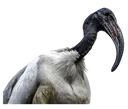 ibis