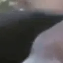 PogFish1