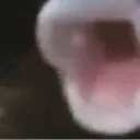 PogFish3