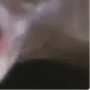 PogFish4