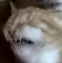 catew