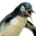 AngrPenguin
