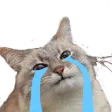 cat_cry