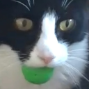 CookieBall Discord emoji