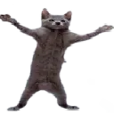 dougiecat dougiecat
