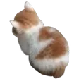 angyCat