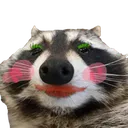 raccoonSexy raccoonSexy
