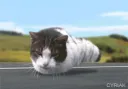 kitty1 kitty1