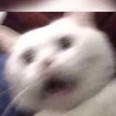 terrorcat
