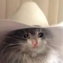 sadcowboycat