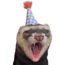 birthday_ferret