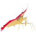 cleanershrimp