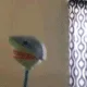 sharkwhat