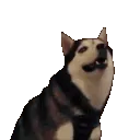 dogwhat