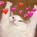 cat_hearts
