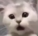 shockedkitty