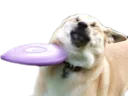 malDogeFrisbee