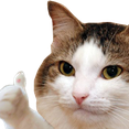:ThumbCatHD: