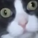 GatoStare