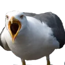 AngrSeagull AngrSeagull
