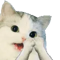 CatClap CatClap