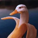 duck