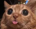 Cat Blep Discord Emoji