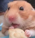 hamster