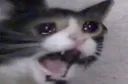 catcry