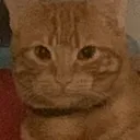 Pinotthecat Discord Emoji