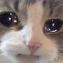 KittyCry5