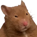smudgehamster