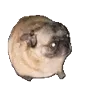 Pug