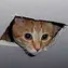 Ceilingcat Discord Emoji