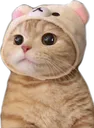 koneko01 Discord Emoji
