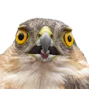 TerrifiedSparrowhawk