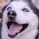 woofdog